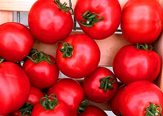 How to plant and grow tomato "Sultan"