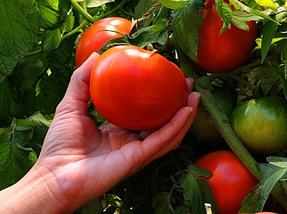 Cara menanam dan menanam tomat "Taimyr"