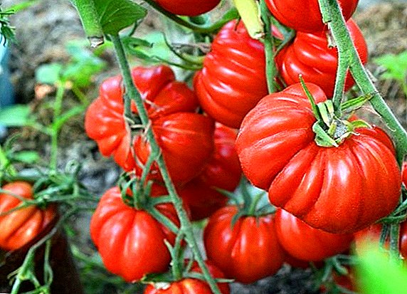 Kā stādīt un audzēt tomātus "Tlakolula de Matamoros"