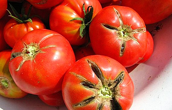 Cara menanam dan menanam tomato "Pemimpin Merah"