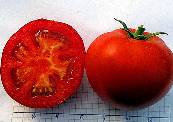 How to plant and grow tomato "Juggler"