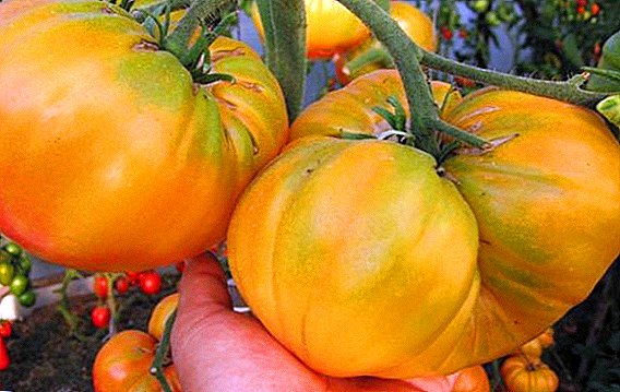 Как да се засаждат и растат домати "Жълт гигант"