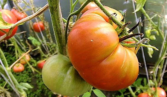 Cara menanam dan menanam tomat "raksasa Zimarevsky"