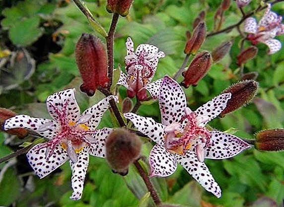 How to plant and grow tricyrtis in the garden