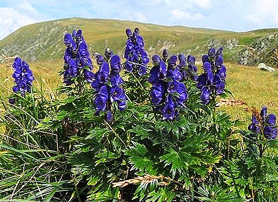 How to plant and grow a wolf aconite in the country