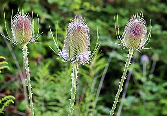 How to plant and grow teasel