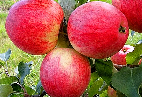 Πώς να φυτέψετε και να καλλιεργήσετε μια ποικιλία μήλων "Medunitsa" στην περιοχή τους