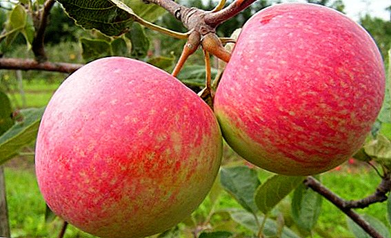 Як посадити і виростити яблуню сорти "Срібне копитце" у себе на ділянці