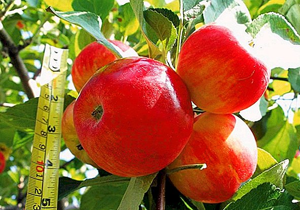 شجرة التفاح الفضية هوف وصف للتنوع وزراعة الهندسة الزراعية أصناف