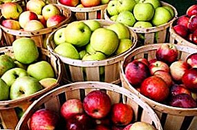 شجرة التفاح الفضية هوف وصف للتنوع وزراعة الهندسة الزراعية أصناف