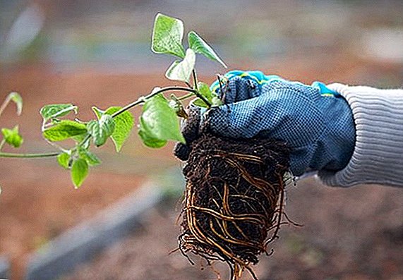 Como plantar clematis no outono no local