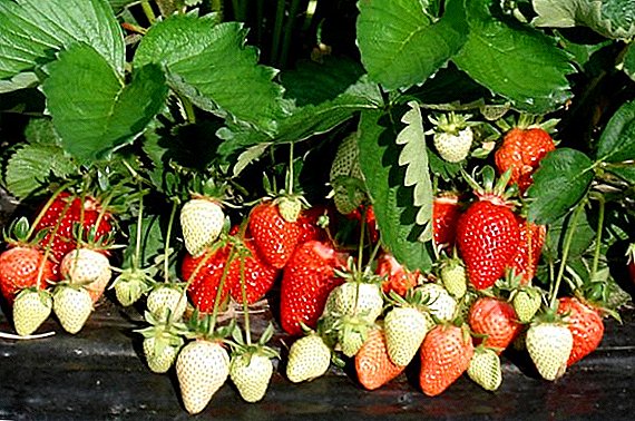 How to plant strawberries under covering material