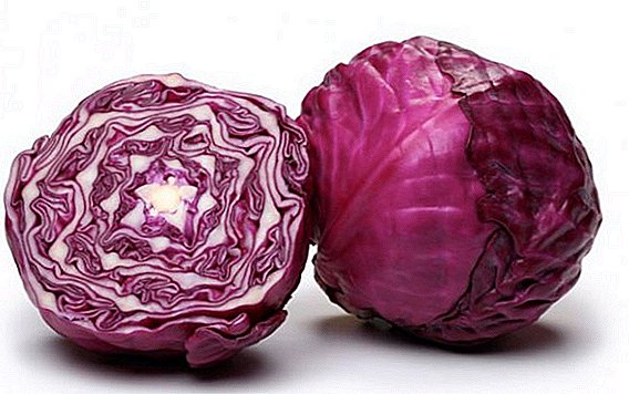 How to plant red cabbage