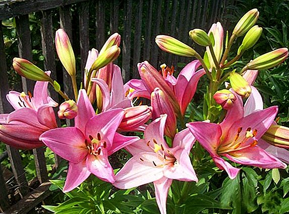 How to plant a lily, especially care in the open field