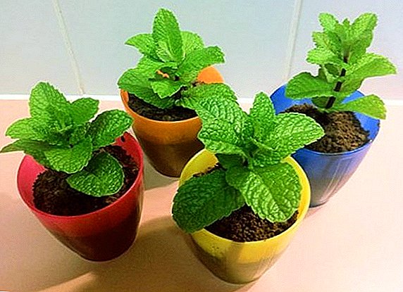 Como plantar erva-cidreira em uma panela, crescendo "hortelã limão" em condições de quarto