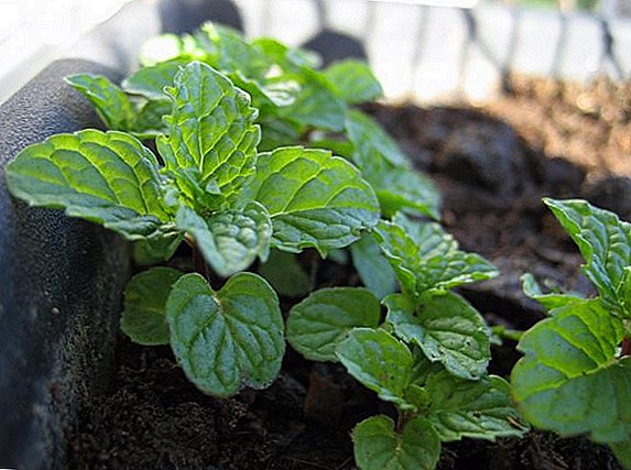How to plant mint in the garden