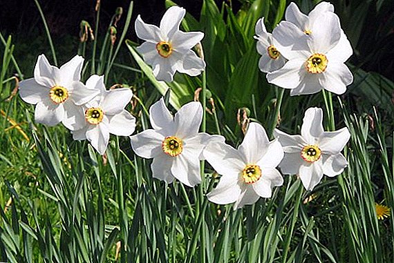 How to plant daffodils in the fall?