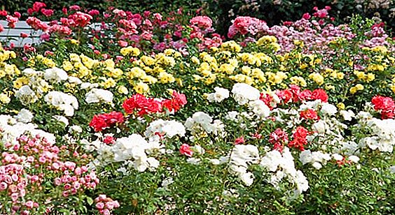 كيفية زرع الورود في قطع شتلات في الأرض؟