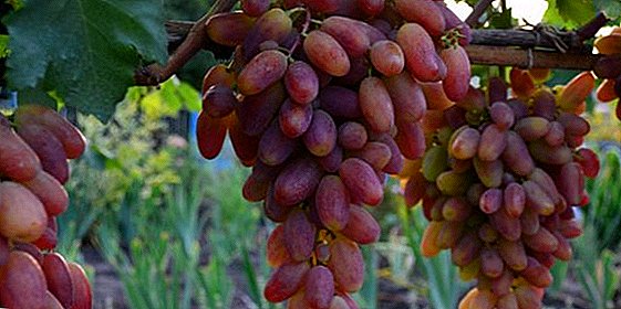 How to plant seedlings and grow grapes "Transformation" in their area