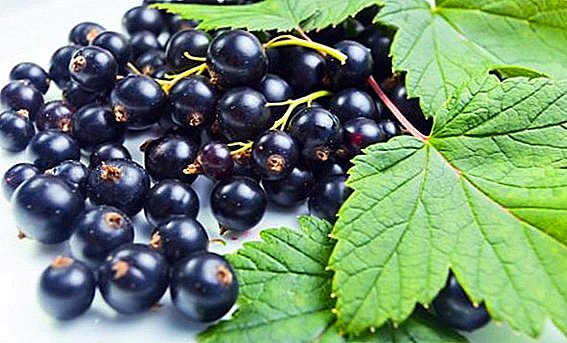 How to plant currants in the fall?