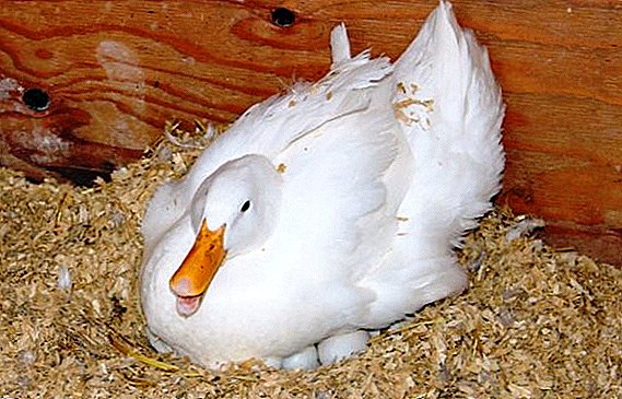 How to plant a duck to hatch eggs