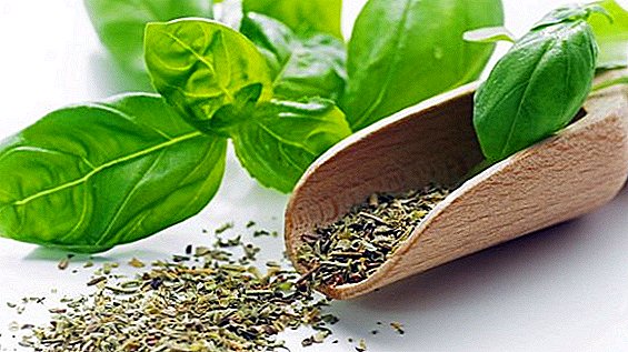 How to sow basil, cultivation of spices at the dacha