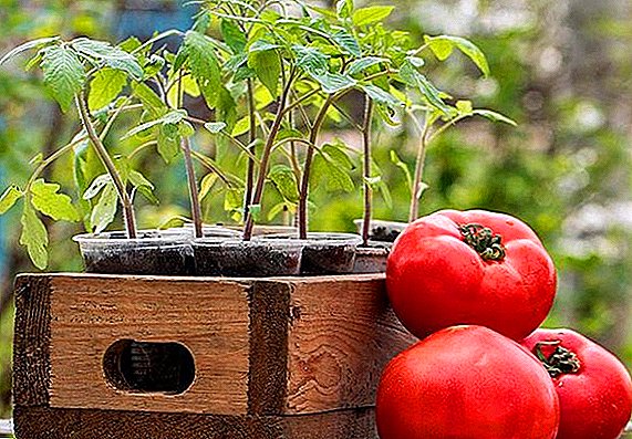 Wie man zu Hause Tomatensämlinge sät und züchtet