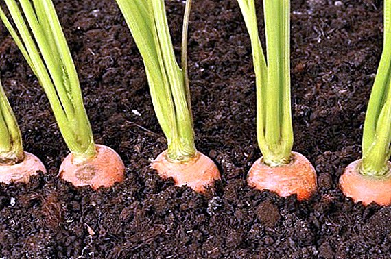 Comment semer des carottes pour ne pas perdre du poids: trucs et astuces pour les résidents d'été