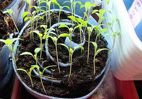 How to sow tomatoes on seedlings in a snail?
