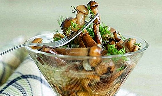 Cara garam jamur di rumah: resep paling lezat