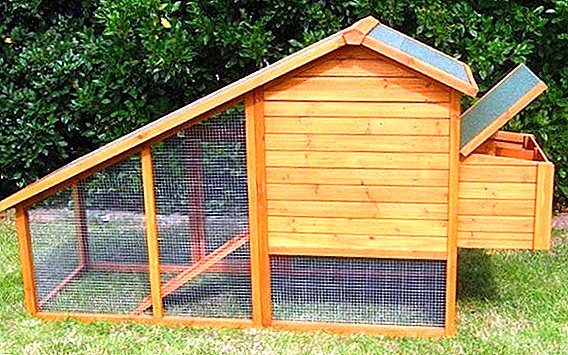 How to build a mini chicken coop with your own hands
