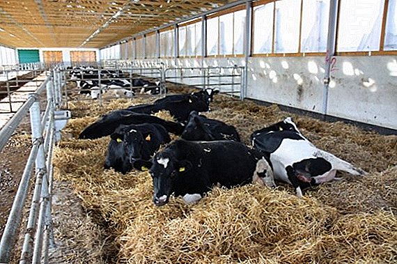 كيفية بناء حظيرة للأبقار بيديك
