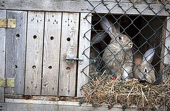 Ako postaviť stodolu pre králiky to urobiť sami