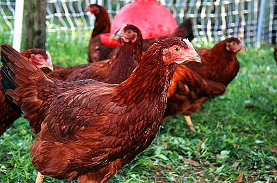 How to build a paddock for chickens with their own hands