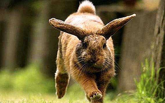 Cómo mejorar la inmunidad en conejos.