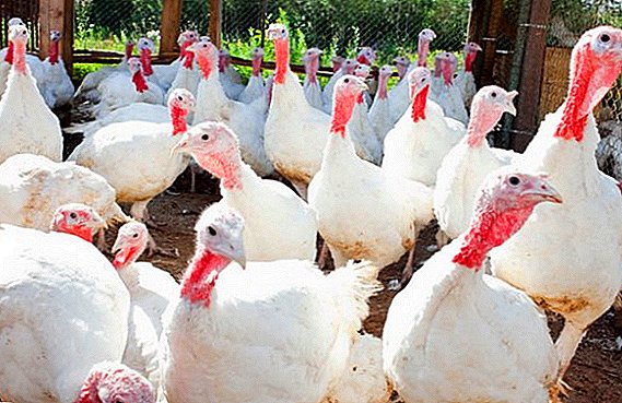 How to increase turkey egg production