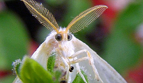 Goldtail böcekleri ile nasıl başa çıkılır: talimatlar, fotoğraflar
