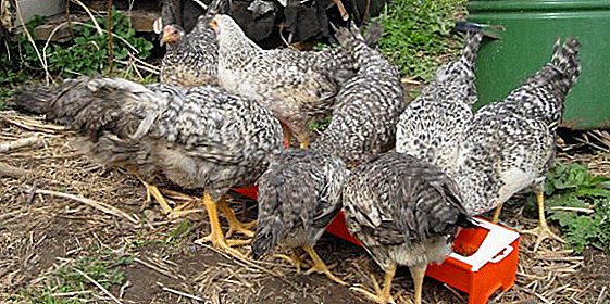 Comment donner de la levure aux poulets et quel est l'aliment de levure