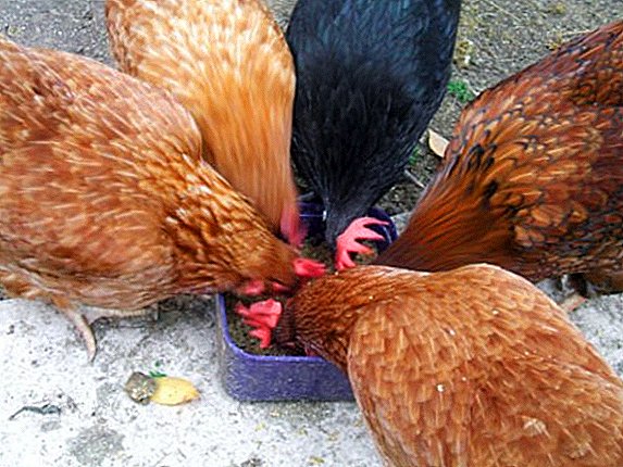 Como dar ervilhas para galinhas