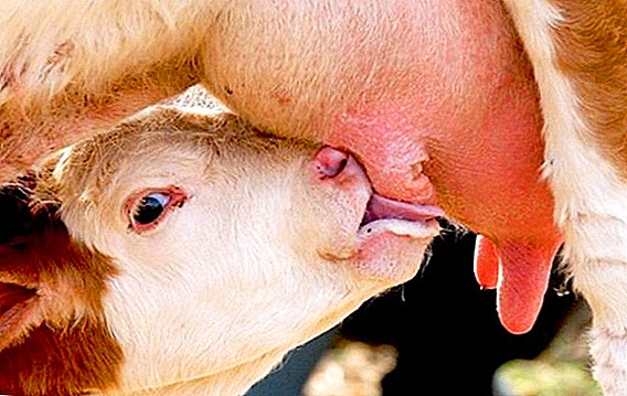 Cara memberi susu ke anak sapi