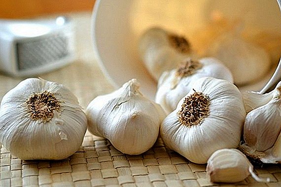 How to store garlic in the winter
