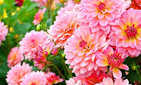 How to store dahlias in the winter, storing tubers at home