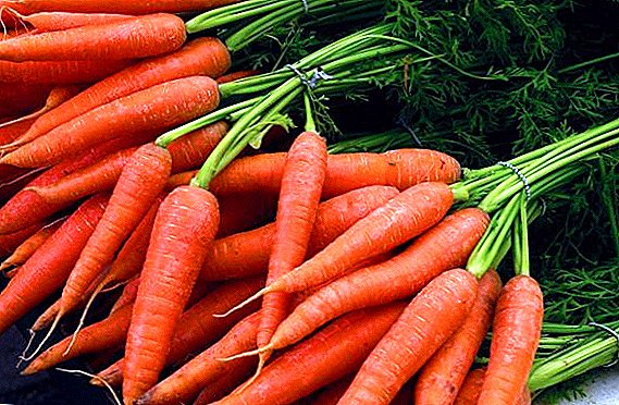 Cum de a stoca morcovi: cele mai bune moduri