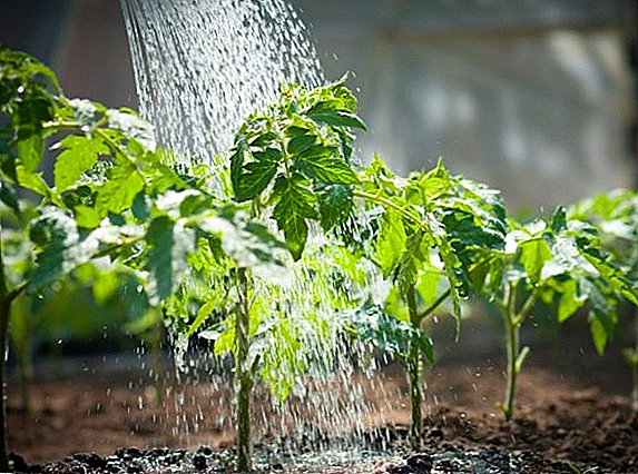 Hoe goed en hoe vaak tomaten in de volle grond water geven