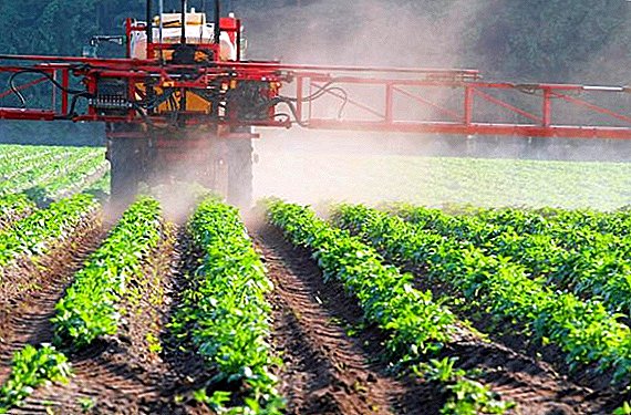 How and when to apply herbicides against weeds for potatoes