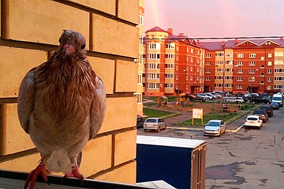 Hoe om duiven vanaf het balkon op een correcte en betrouwbare manier te ontmoedigen