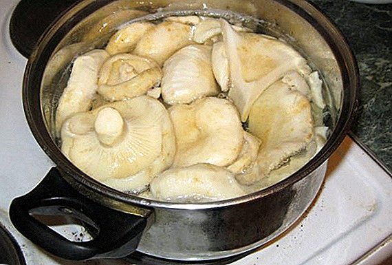 적당하고 맛있는 짠 우유 버섯을 뜨거운 방법으로 먹는 법