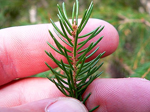 How to use pine needles for medicinal purposes