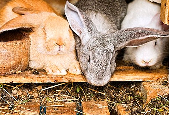 How to use rabbit manure