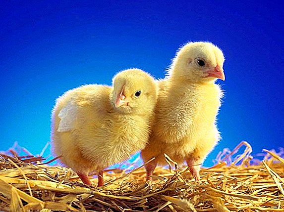 Jak karmić kurczaki w pierwszych dniach życia